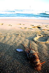 Image showing lobster on beach