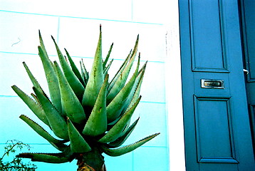 Image showing agave & door