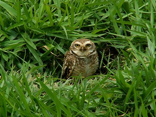 Image showing Burrowing Owl