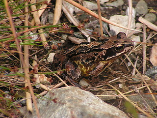 Image showing Frog