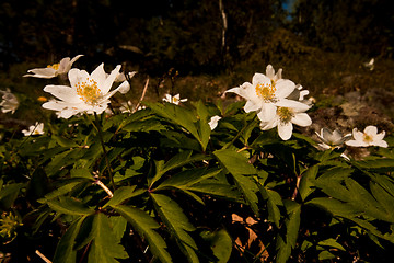 Image showing wood anemones