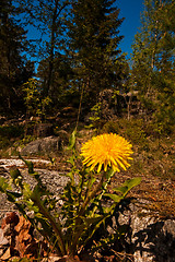 Image showing dandelion