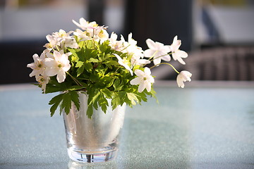 Image showing Anemone nemorosa