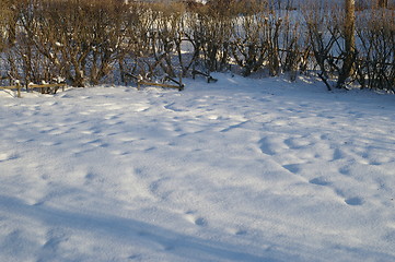 Image showing Winter garden