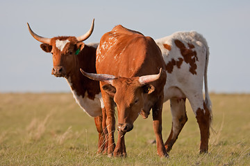 Image showing Long-Horned Cattle