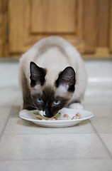 Image showing Cat With Catfood