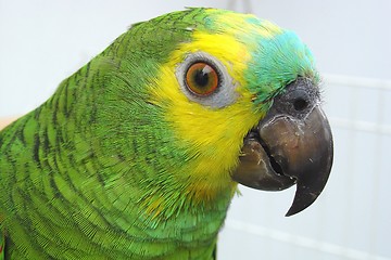 Image showing Parrot