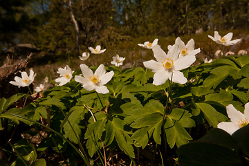 Image showing wood anemones