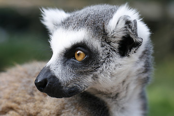 Image showing monkey lemur