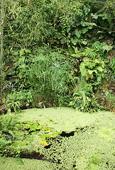 Image showing jungle background