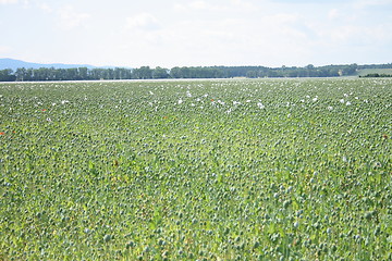 Image showing poppy field