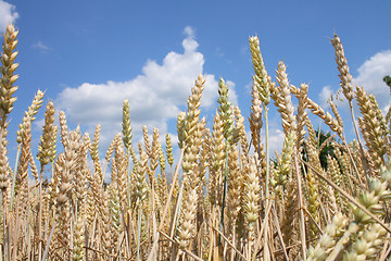 Image showing golden corn 