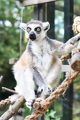 Image showing monkey lemur