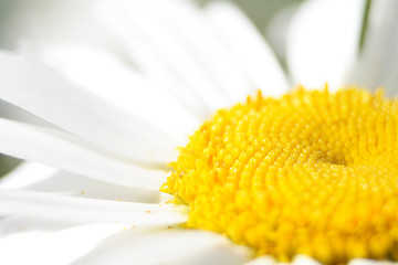 Image showing floral background