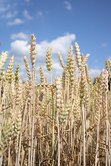 Image showing golden corn 