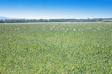 Image showing poppy field