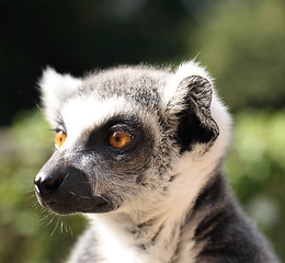 Image showing monkey lemur