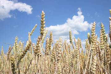 Image showing golden corn 