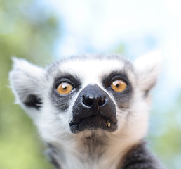 Image showing monkey lemur