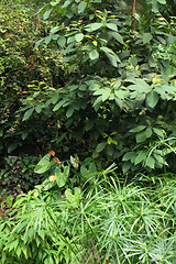 Image showing jungle background