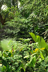 Image showing jungle background