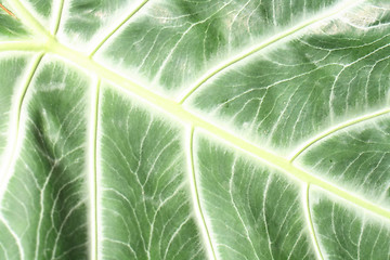 Image showing leaf background