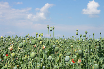 Image showing poppy field