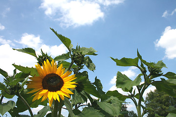 Image showing sunflower