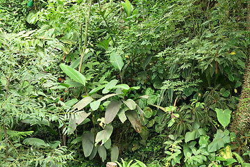 Image showing jungle background