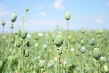 Image showing poppy field