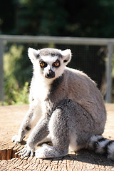 Image showing moneke lemur