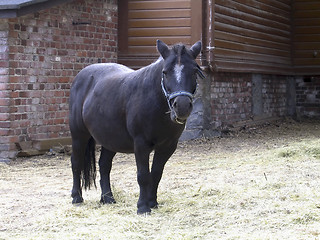 Image showing Black pony