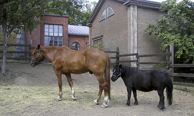 Image showing Horse and pony