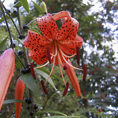 Image showing Tiger lily