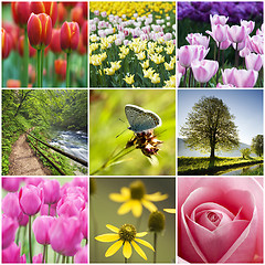 Image showing Flower collage