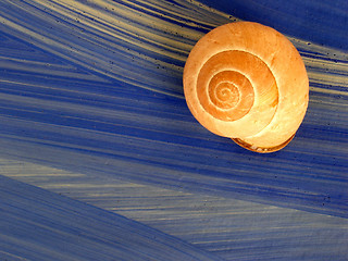 Image showing snail