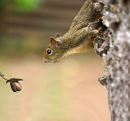 Image showing Squirrel looking at his lunch