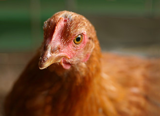 Image showing Chicken