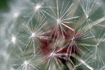 Image showing Dandelion Seed Head