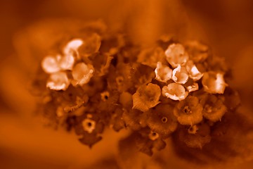 Image showing Lantana Sepia