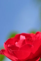 Image showing Red Rose Blue Sky