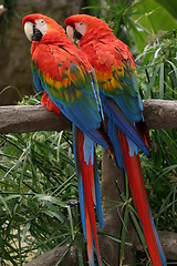 Image showing Scarlet Macaws