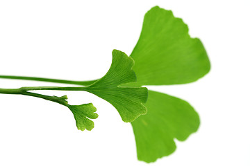 Image showing ginko leaves