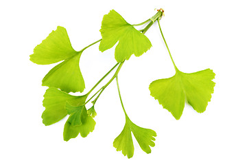 Image showing ginko leaves