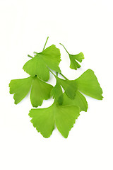 Image showing ginko leaves