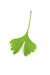 Image showing ginko leaf
