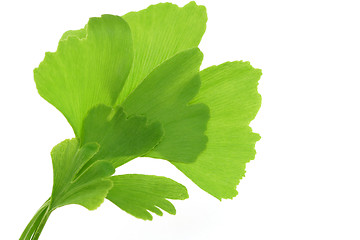 Image showing ginko leaves