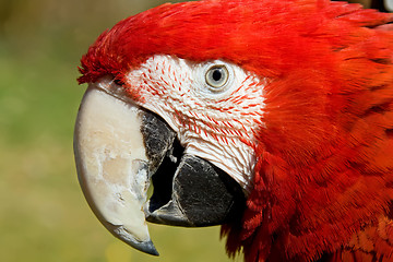 Image showing Portrait of a red macaw parrot