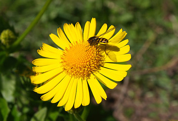 Image showing flower and bee