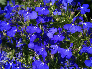 Image showing Globelia